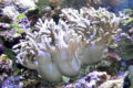 Leather coral Family: Alcyoniidae