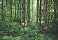 Thumbnail for version as of 04:05, 25 May 2008