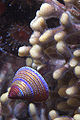 Jeweled Top Snail (Calliostoma annulatum) Subtaxa:name