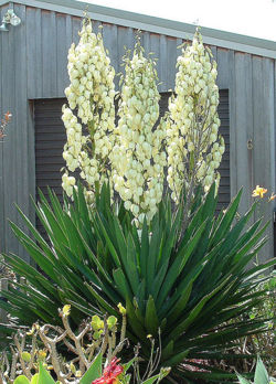 431px-Yukka filamentosa.jpg