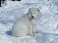 arctic fox (A. lagopus) in winter coat