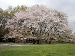 Big Cherry Blossom.jpg