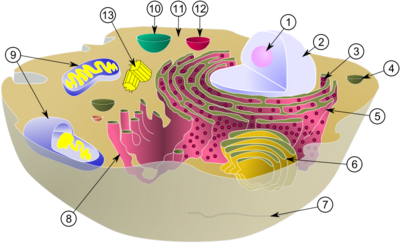 Biological cell.png