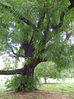 Black Walnut.jpg