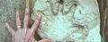 A human hand print found in the same layer of rock as dinosaur footprints.