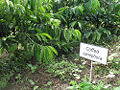 Robusta Coffee (C. canephora)