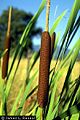 Broadleaf Cattail (Typha latifolia)