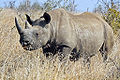 Black Rhino (Diceros bicornis) Genus: Diceros