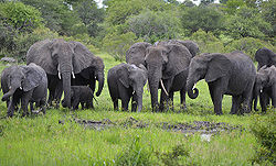 Elephant herd.jpg