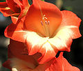 Gladiolus (Gladiolus)