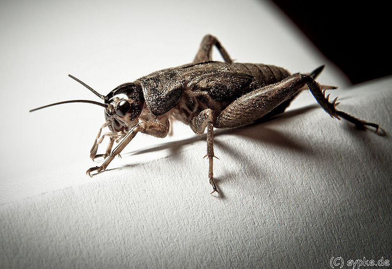 File:House cricket.jpg