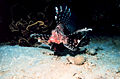Thumbnail for version as of 23:47, 1 January 2009