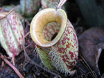 Nepenthes 1.jpg