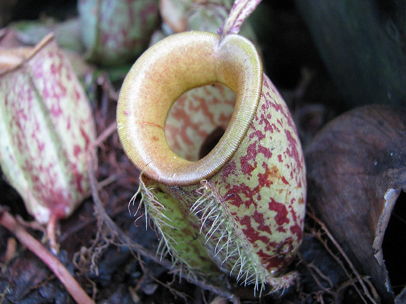 File:Nepenthes 1.jpg