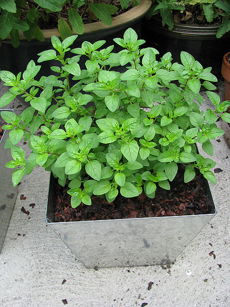 File:Oregano2.jpg