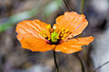 Wind Poppy (S. heterophylla) Genus: Stylomecon