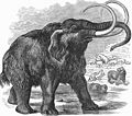 wooly mammoth (Mammuthus primigenius)