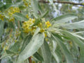 Elaeagnus angustifolia (common name: Russian olive)