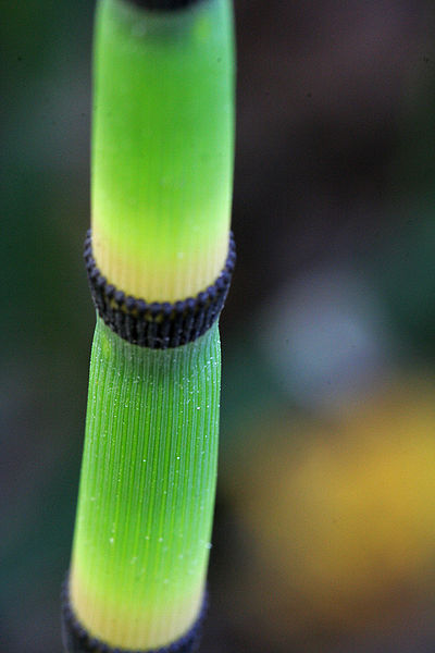 File:267389294 c3b278a593 b.jpg