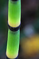 Thumbnail for version as of 05:14, 26 May 2009