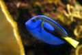 Pacific regal blue tang (Paracanthurus hepatus) Genus: Paracanthurus