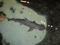 Bonnethead shark