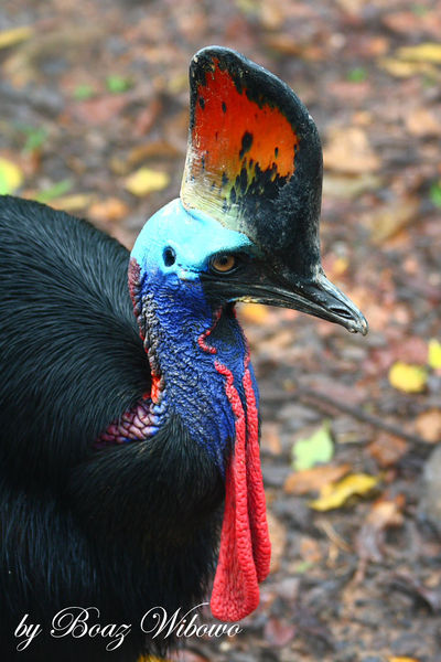 File:Cassowary head close-up.jpg