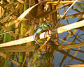 Thumbnail for version as of 02:43, 3 December 2009