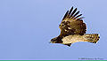 Martial Eagle (P. bellicosus) Genus: Polemaetus