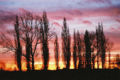 Sunset Behind Poplar Grove