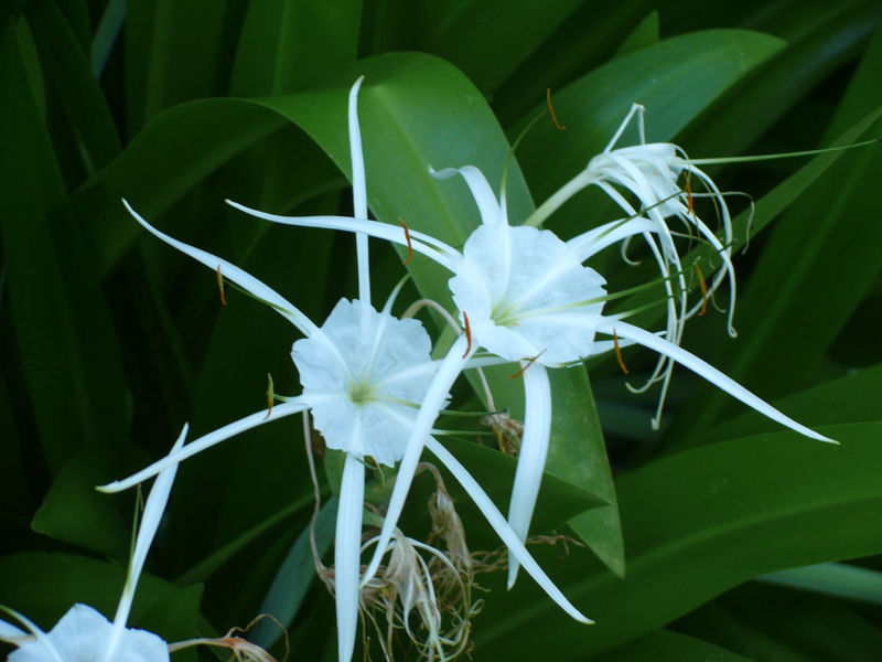 File:Spider lilies.jpg