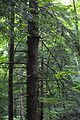 Eastern Hemlock (Tsuga canadensis) Genus: Tsuga Carrière