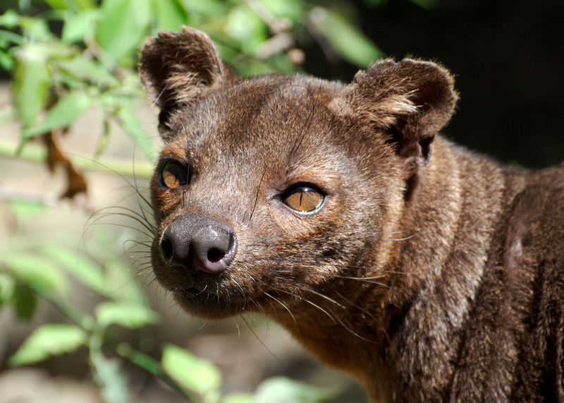 File:Fossa4.jpg