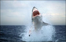 Great white.jpg