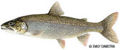 Lake Trout (Salvelinus namaycush) Genus: Salvelinus