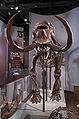 Mastodon (Mammut americanum) Genus: Mammut