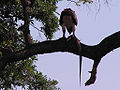Martial Eagle (Polemaetus bellicosus)