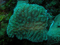 Thumbnail for version as of 03:04, 18 December 2013