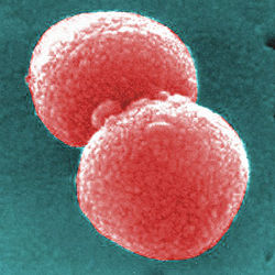 Pneumococcus.jpg