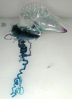 Portuguese Man-O-War.jpg