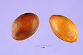 Thumbnail for version as of 03:21, 24 May 2012