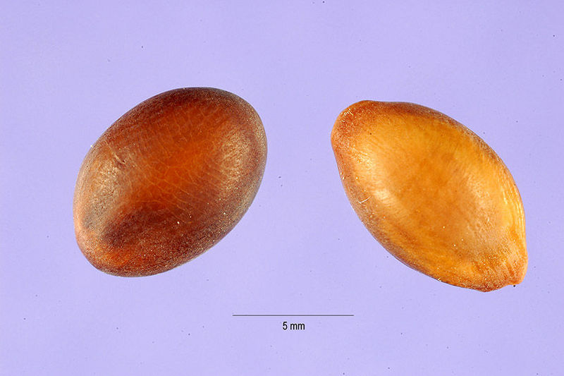 File:Seed.jpg
