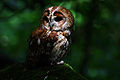 Thumbnail for version as of 20:21, 19 February 2010