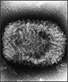 Thumbnail for version as of 07:16, 28 April 2008