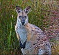 Red-necked Wallaby (Macropus rufogriseus)