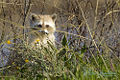 Tres Marias Raccoon (Procyon lotor insularis )