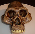 Australopithecus afarensis skull reconstruction