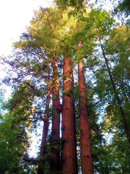 File:GiantRedwood.jpg