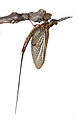 Thumbnail for version as of 18:23, 6 December 2010