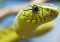 Western Green Mamba (D. viridis)